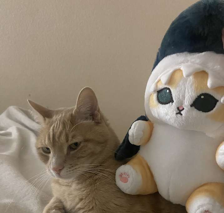 Photo of Ziggy