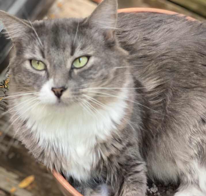 Photo of Cleocatra