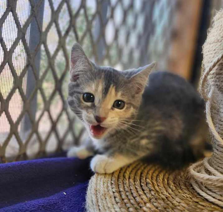 Photo of Athena