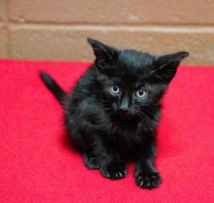 Photo of Crimson