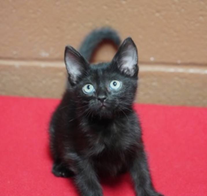 Photo of Khaki