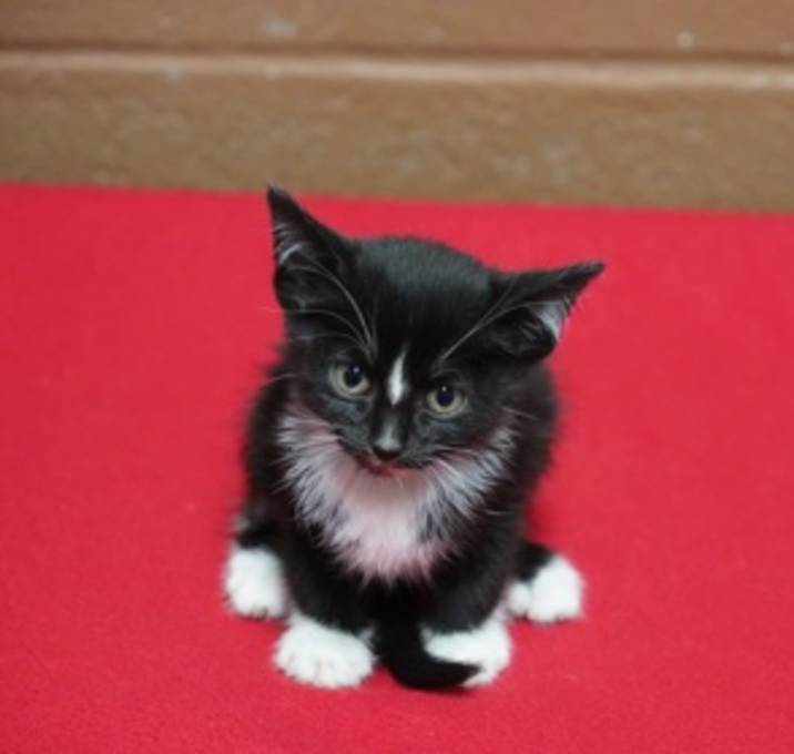 Photo of Misty