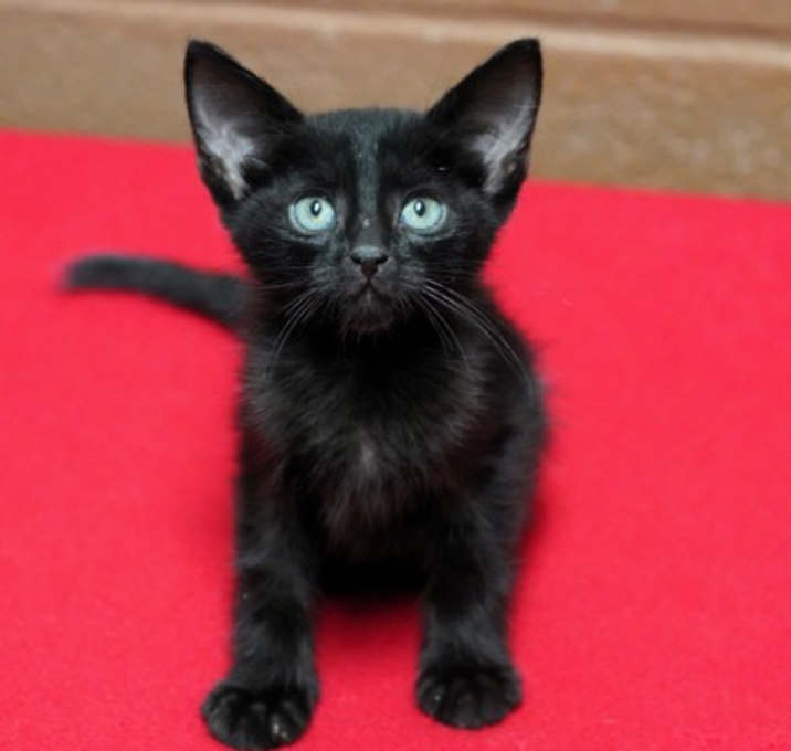 Photo of Midnight