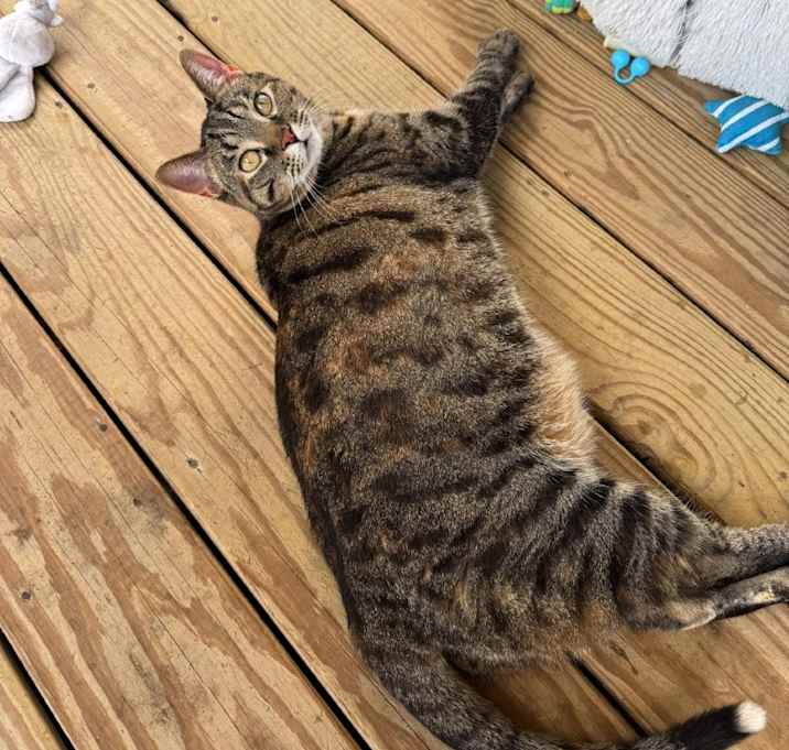 Photo of Daphne 