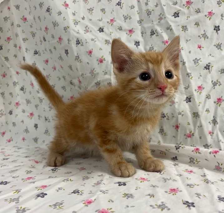 Photo of Fizz