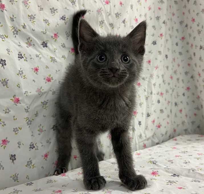 Photo of Rumble