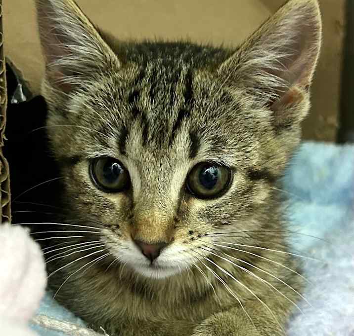 Photo of Tika