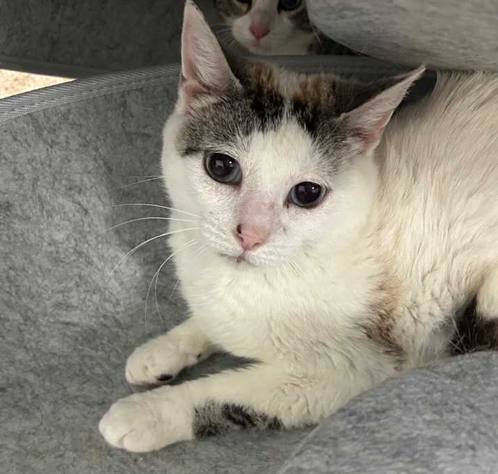 Photo of Shelby