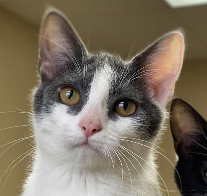 Photo of Aurora