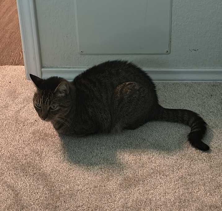 Photo of Petty