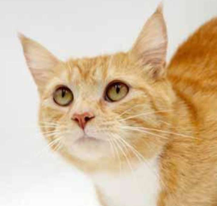Photo of Cheddar