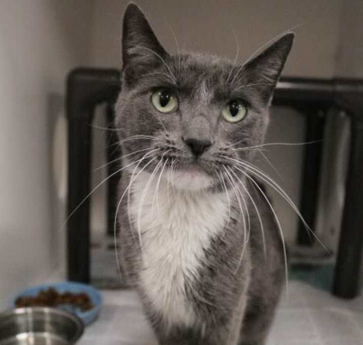 Photo of Olive