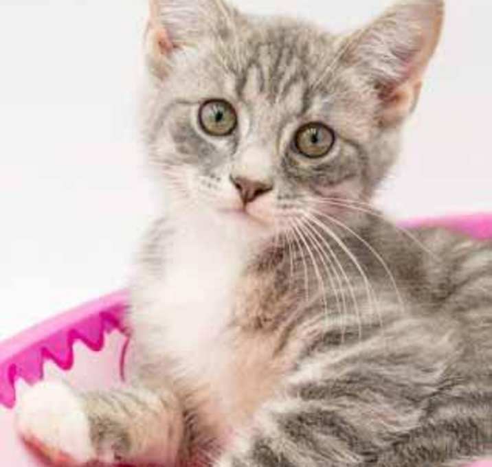 Photo of Benson