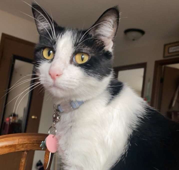 Photo of Mr.  Moo