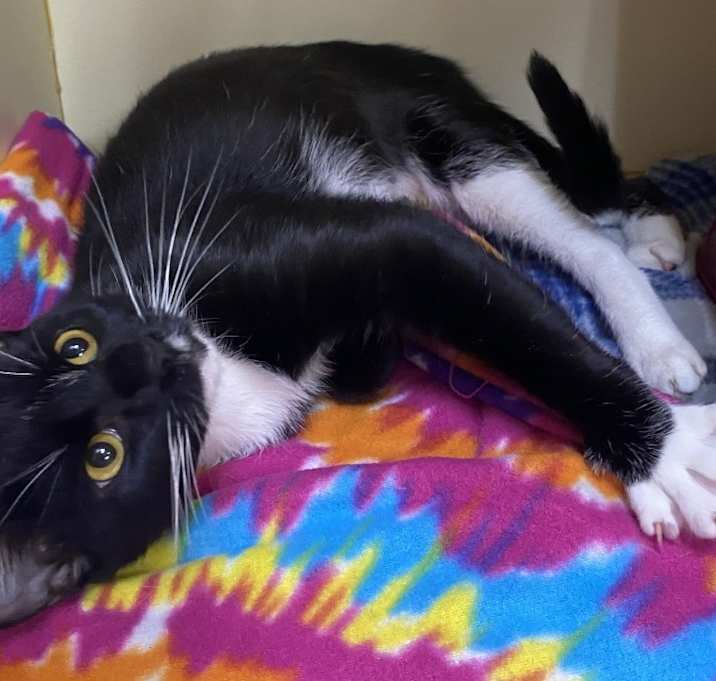 Photo of Biscuit