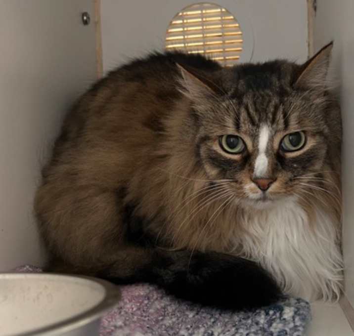 Photo of Remy