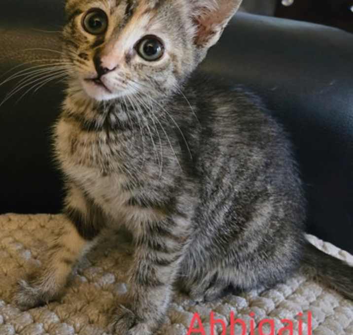 Photo of Abbigail