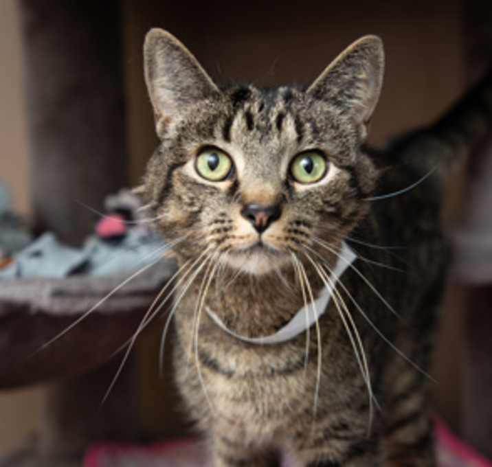 Photo of Willow