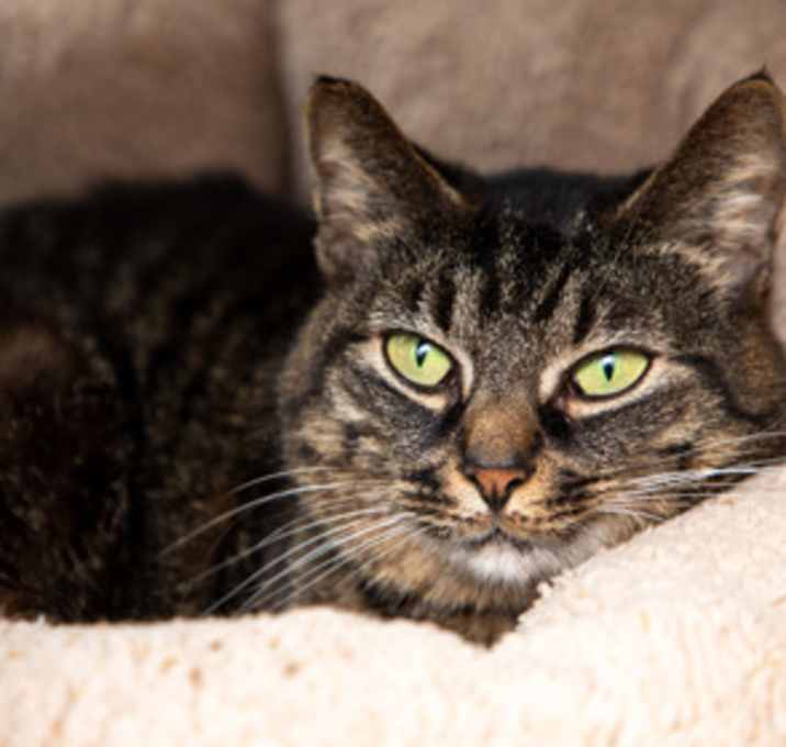 Photo of Bells