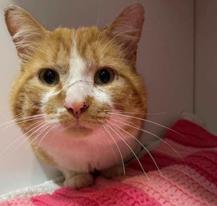 Photo of Garfield