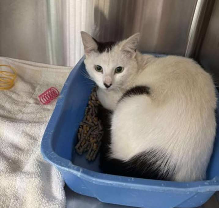 Photo of Chowder