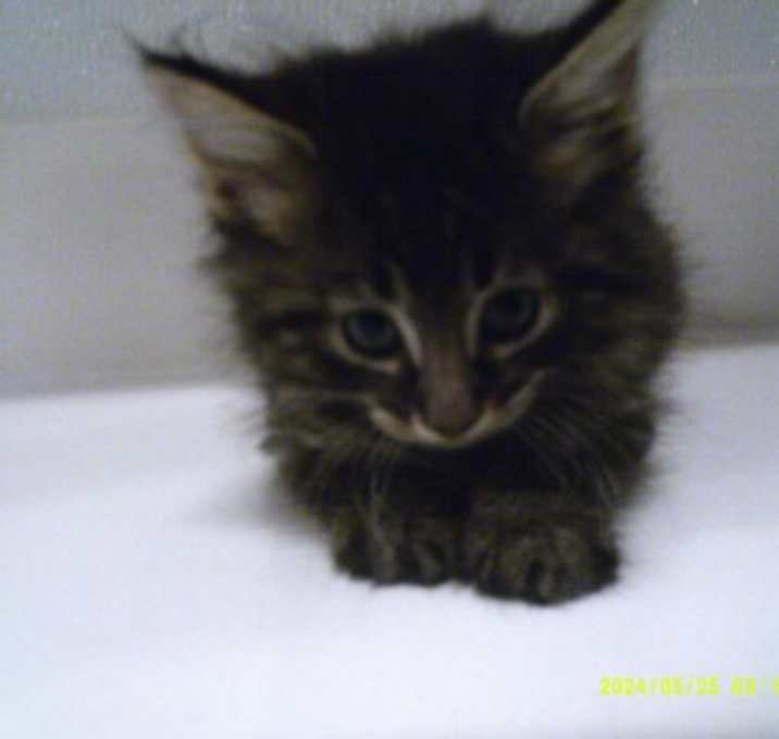 Photo of Puddles