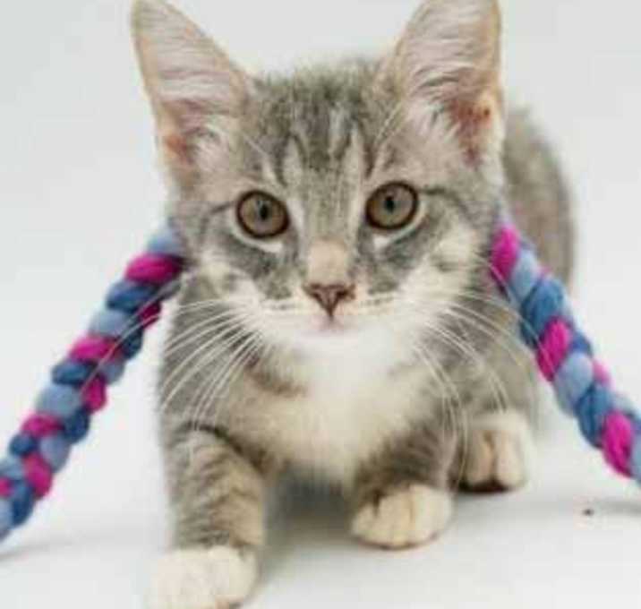 Photo of Pixie