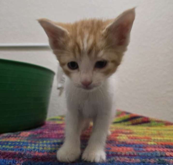 Photo of Chip