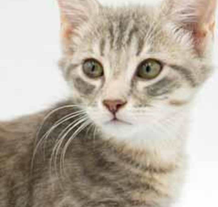 Photo of Cupcake