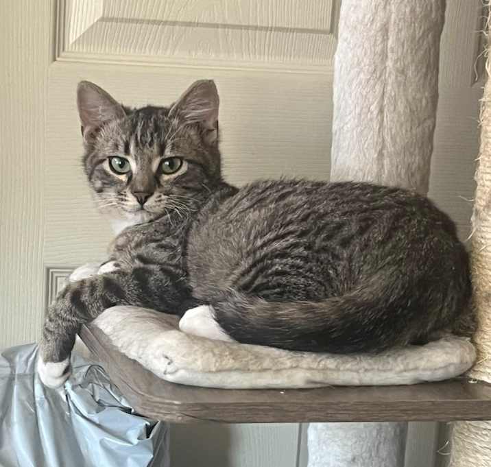 Photo of Tiger