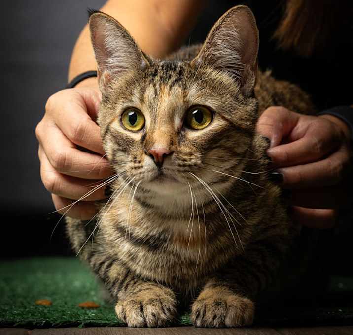 Photo of Freya