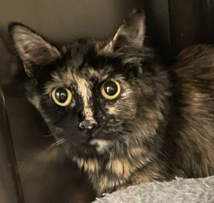 Photo of Purrincess Leia
