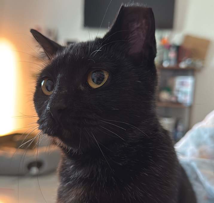 Photo of Wit