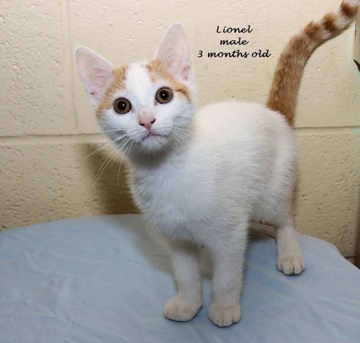 Photo of Lionel
