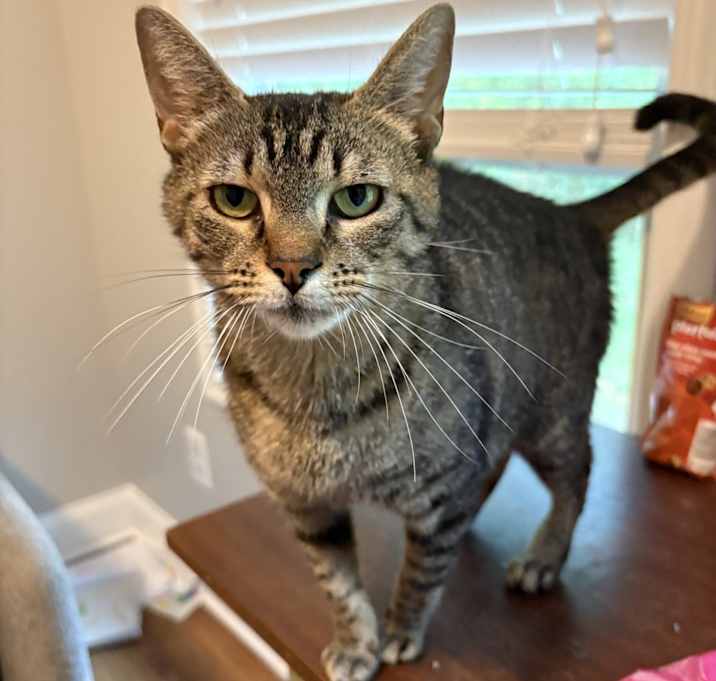 Photo of Rue