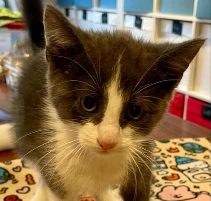 Photo of Mouse
