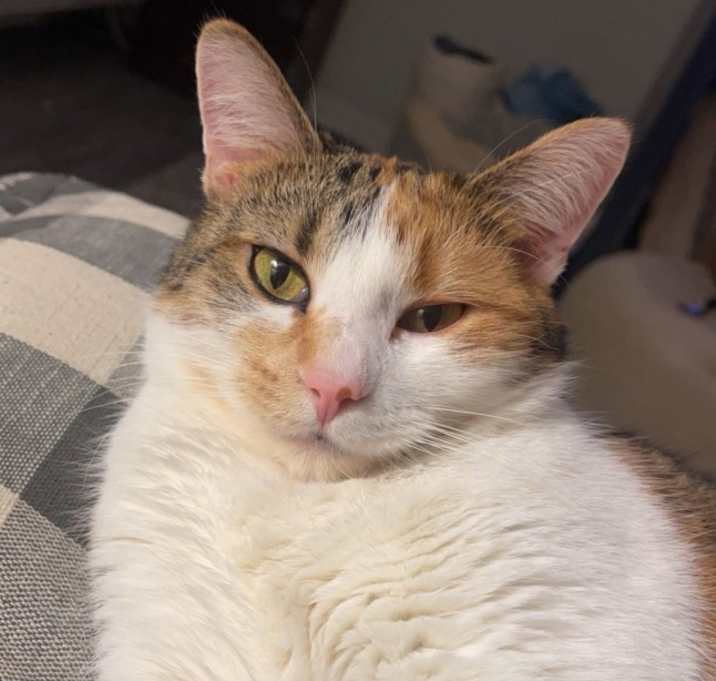 Photo of Kali