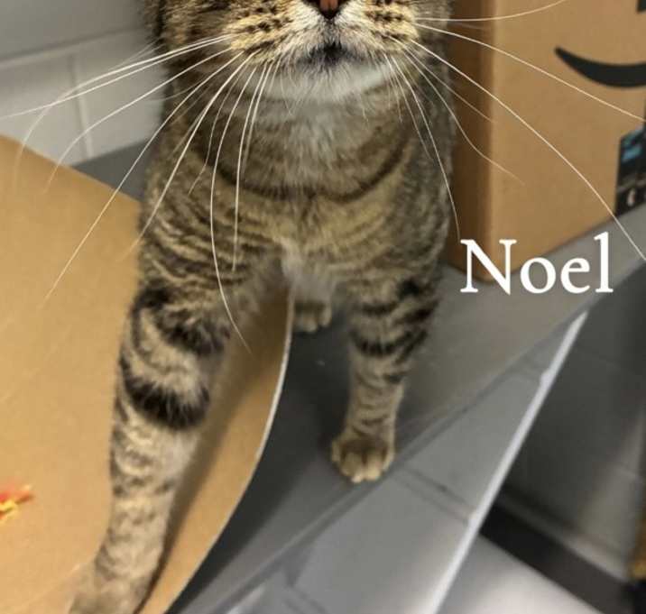 Photo of Noel
