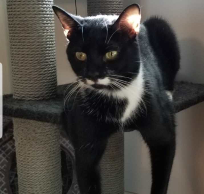 Photo of Dexter