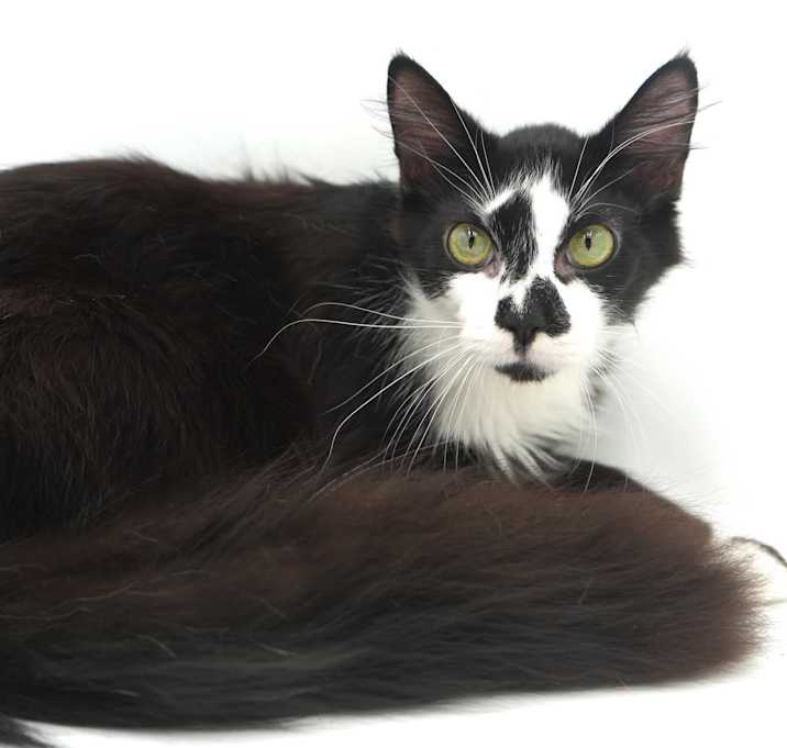 Photo of Oreo