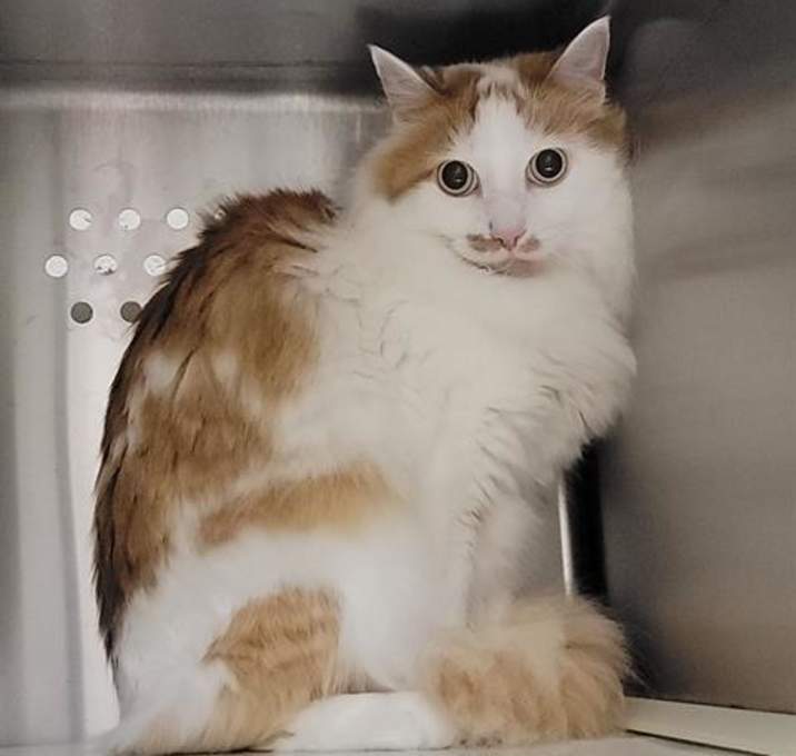 Photo of PATCHES