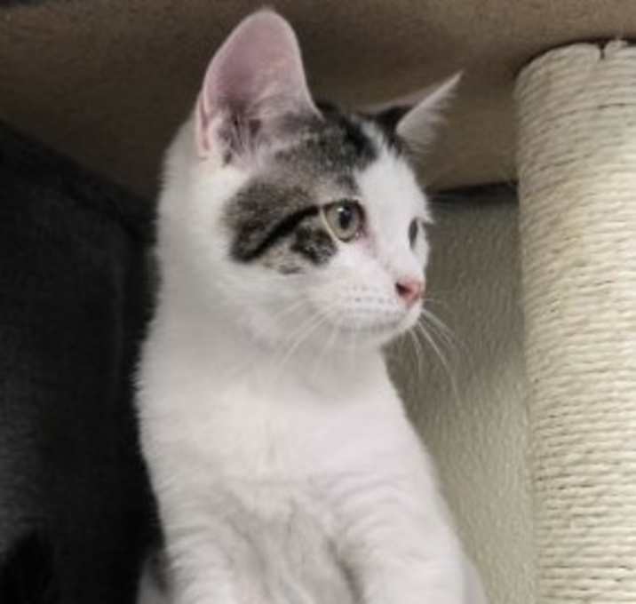 Photo of Barney