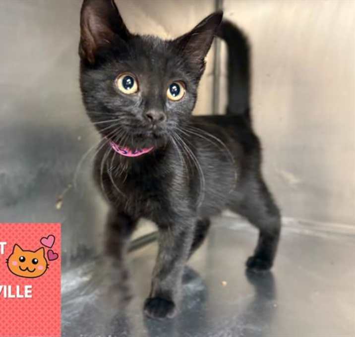 Photo of MEATBALL