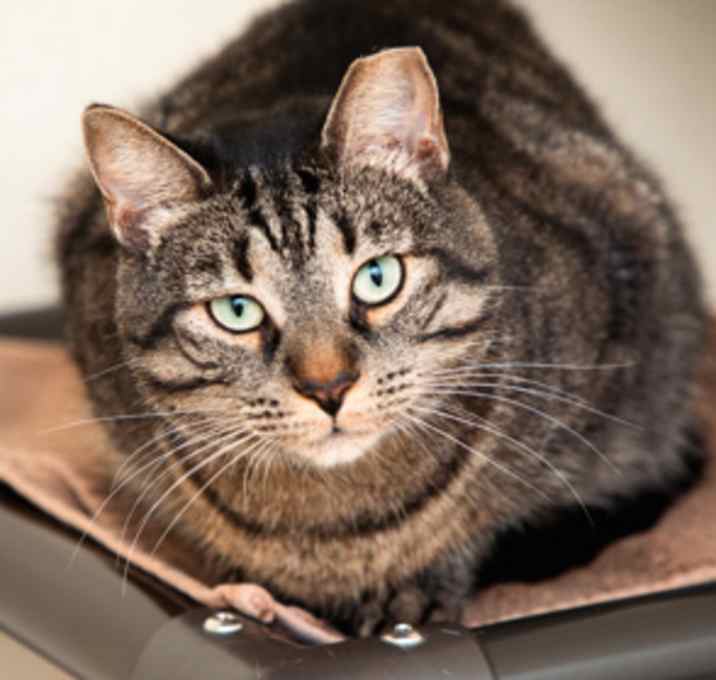 Photo of Kitty