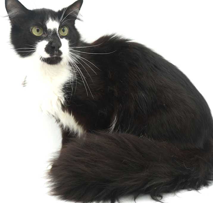 Photo of Gizmo