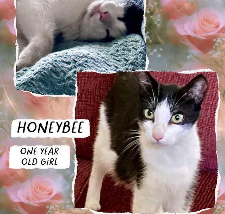 Photo of Honeybee