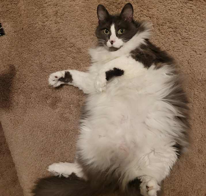 Photo of Kitty