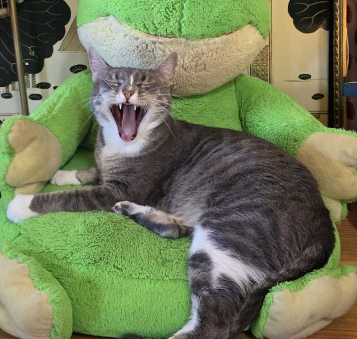 Photo of Beans