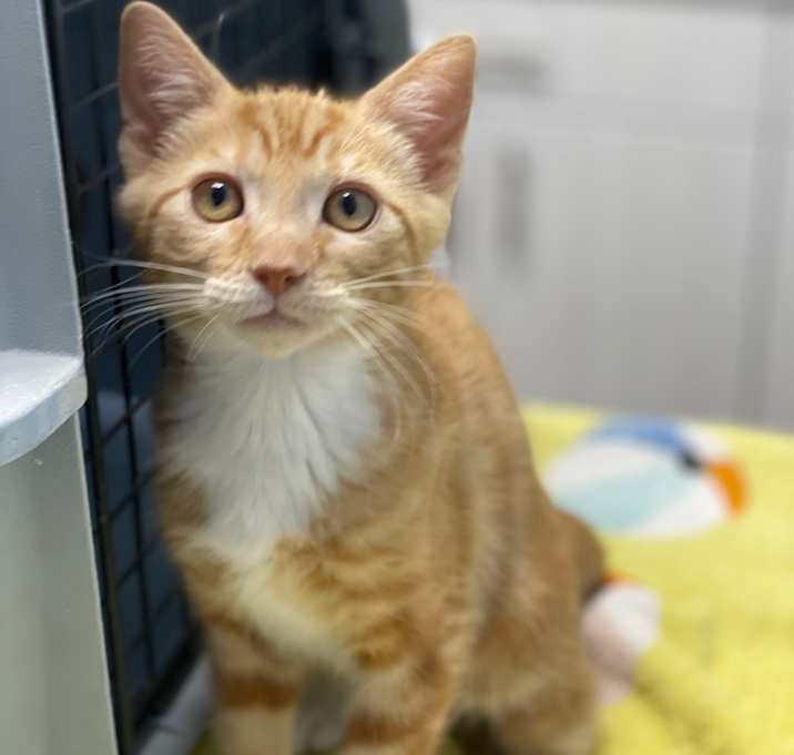 Photo of Cantaloupe