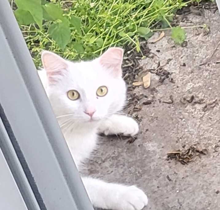 Photo of Yelena-I'm in a foster home-ask to visit me!